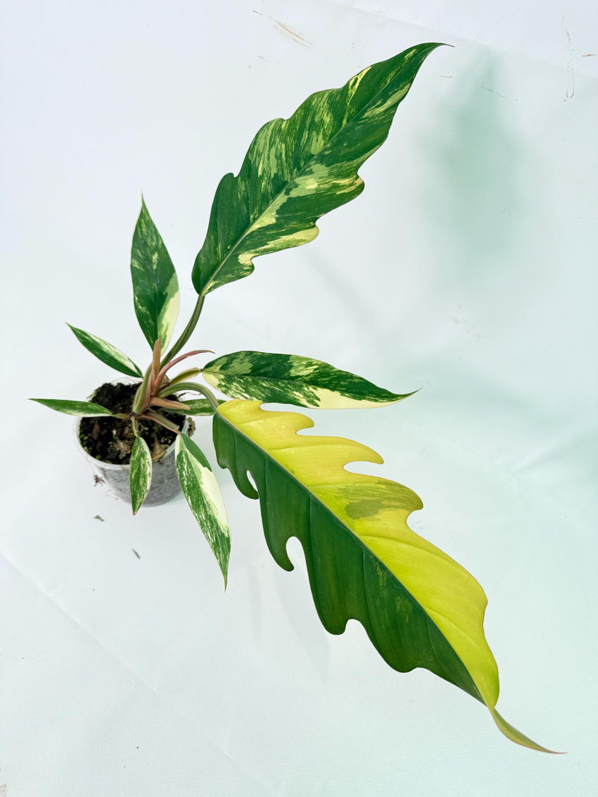 Philodendron Caramel Marble 01