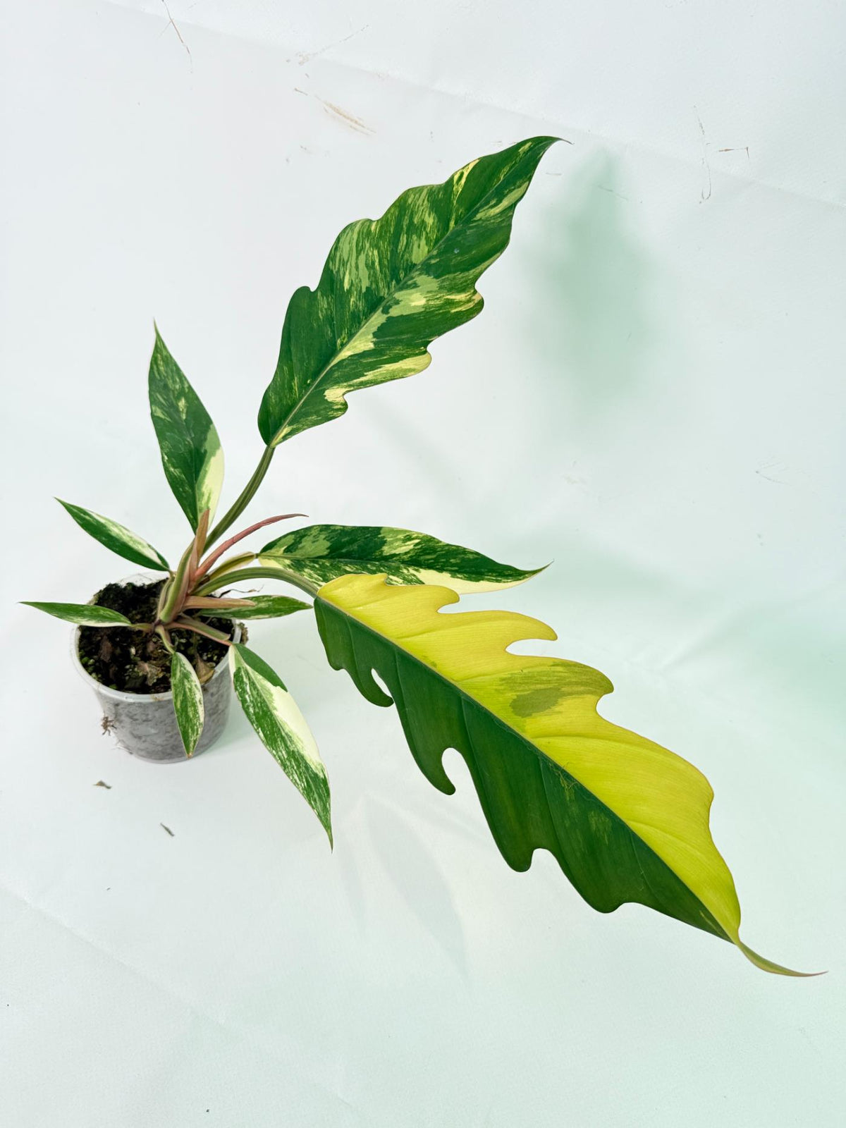 Philodendron Caramel Marble 09