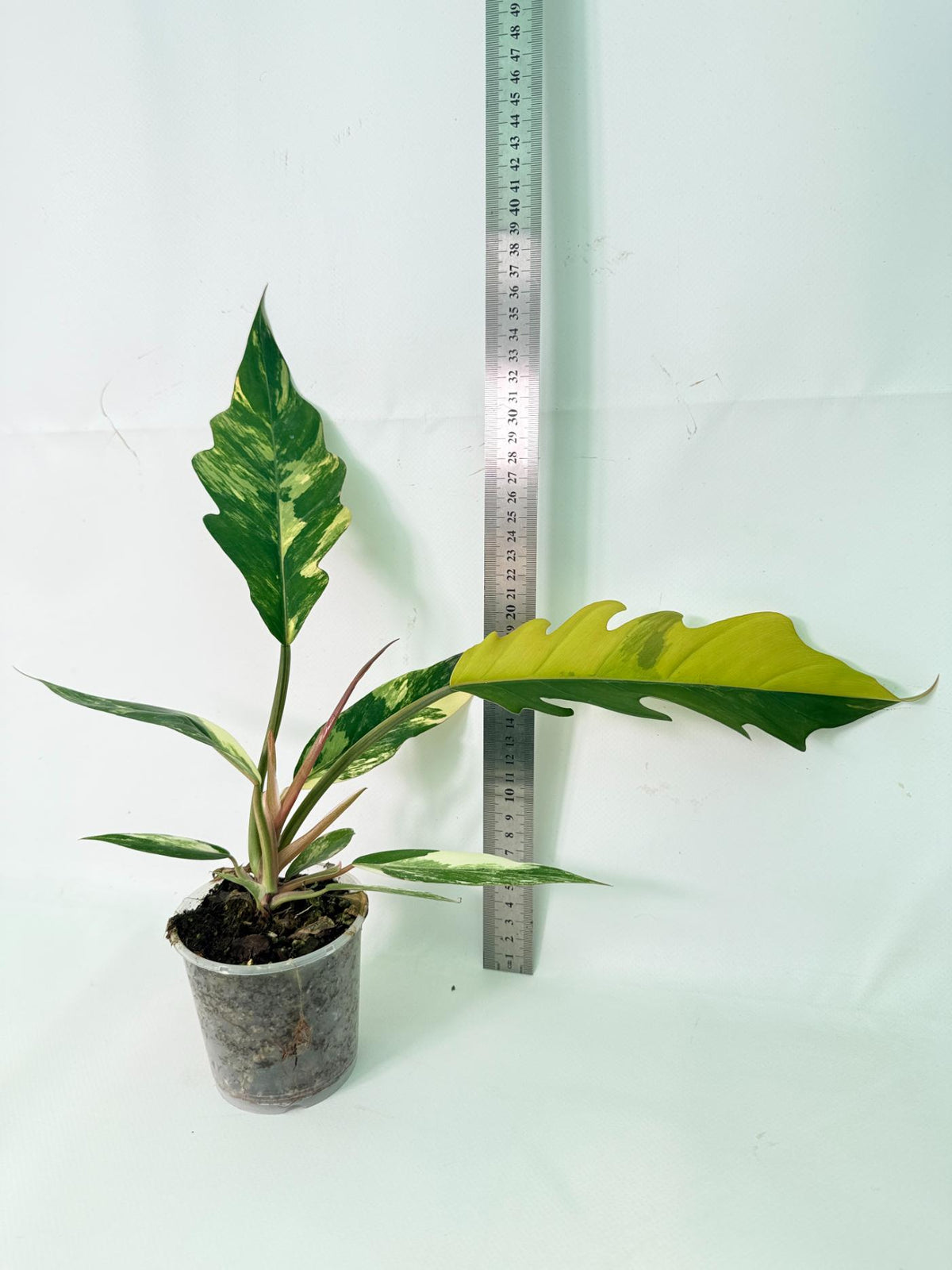 Philodendron Caramel Marble 10