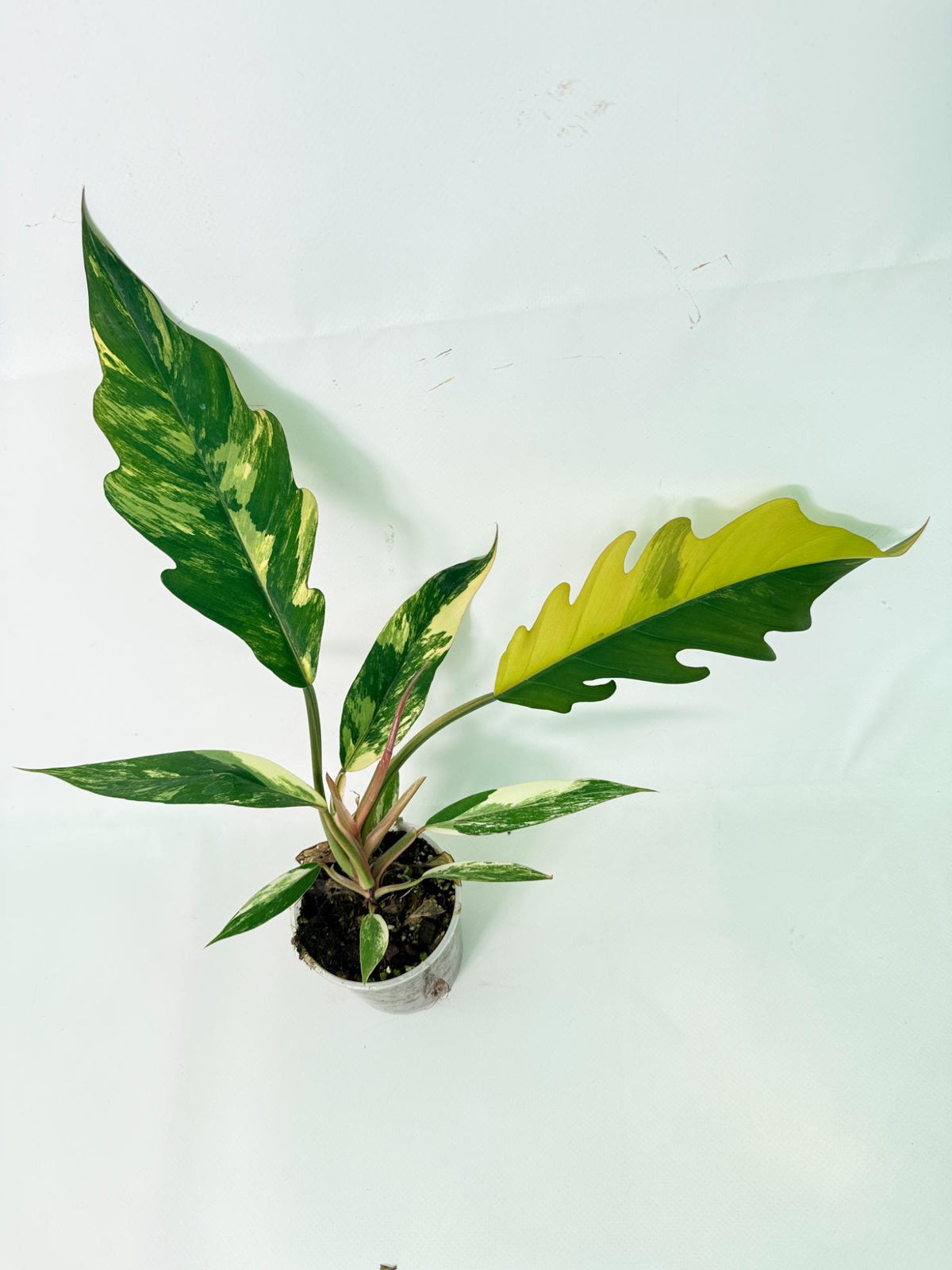 Philodendron Caramel Marble 02