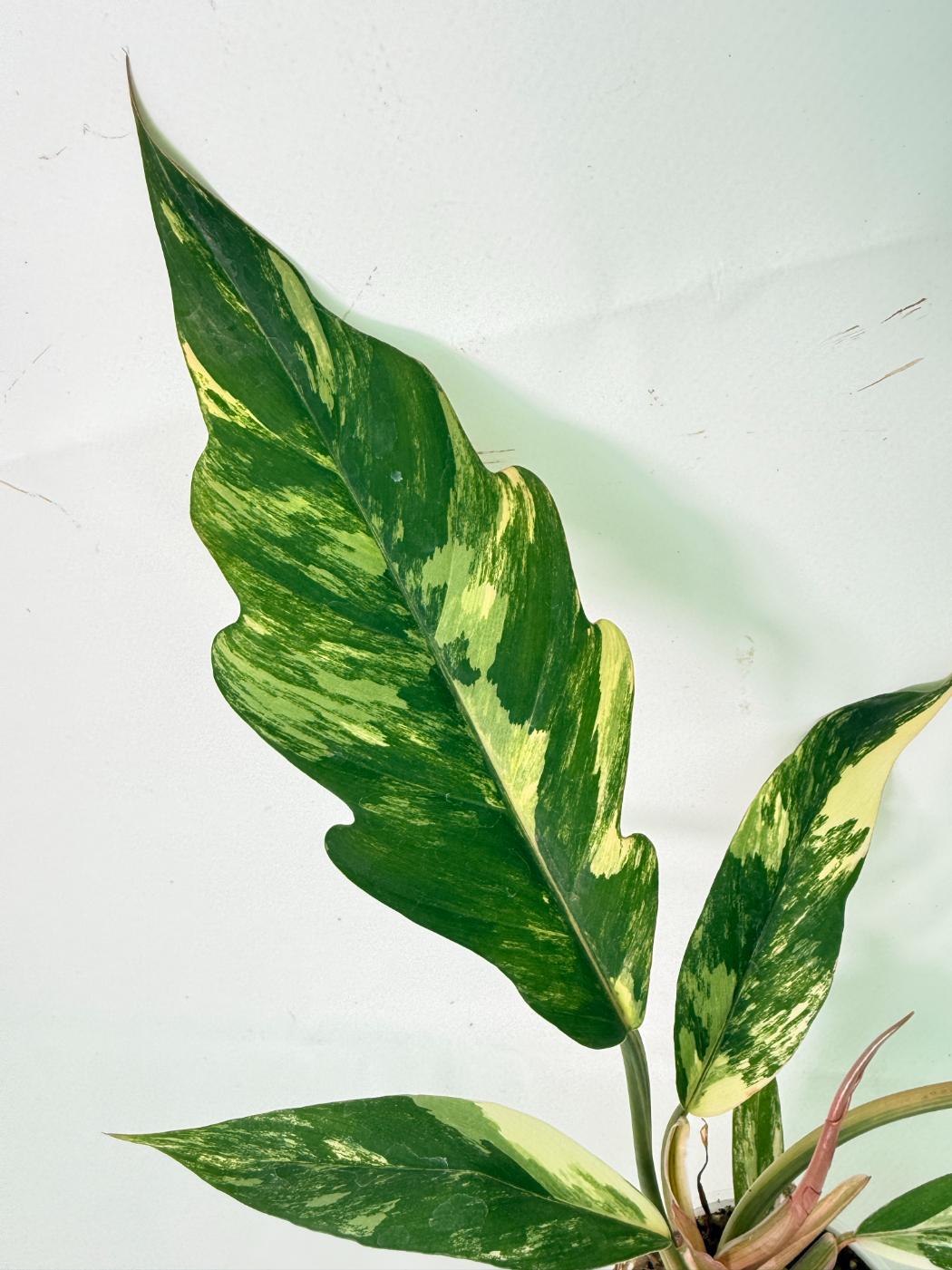 Philodendron Caramel Marble 03