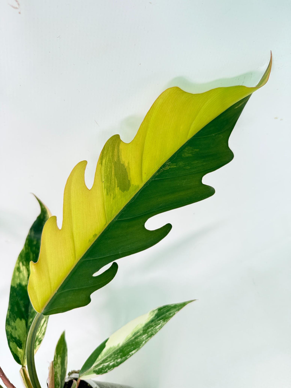 Philodendron Caramel Marble 04