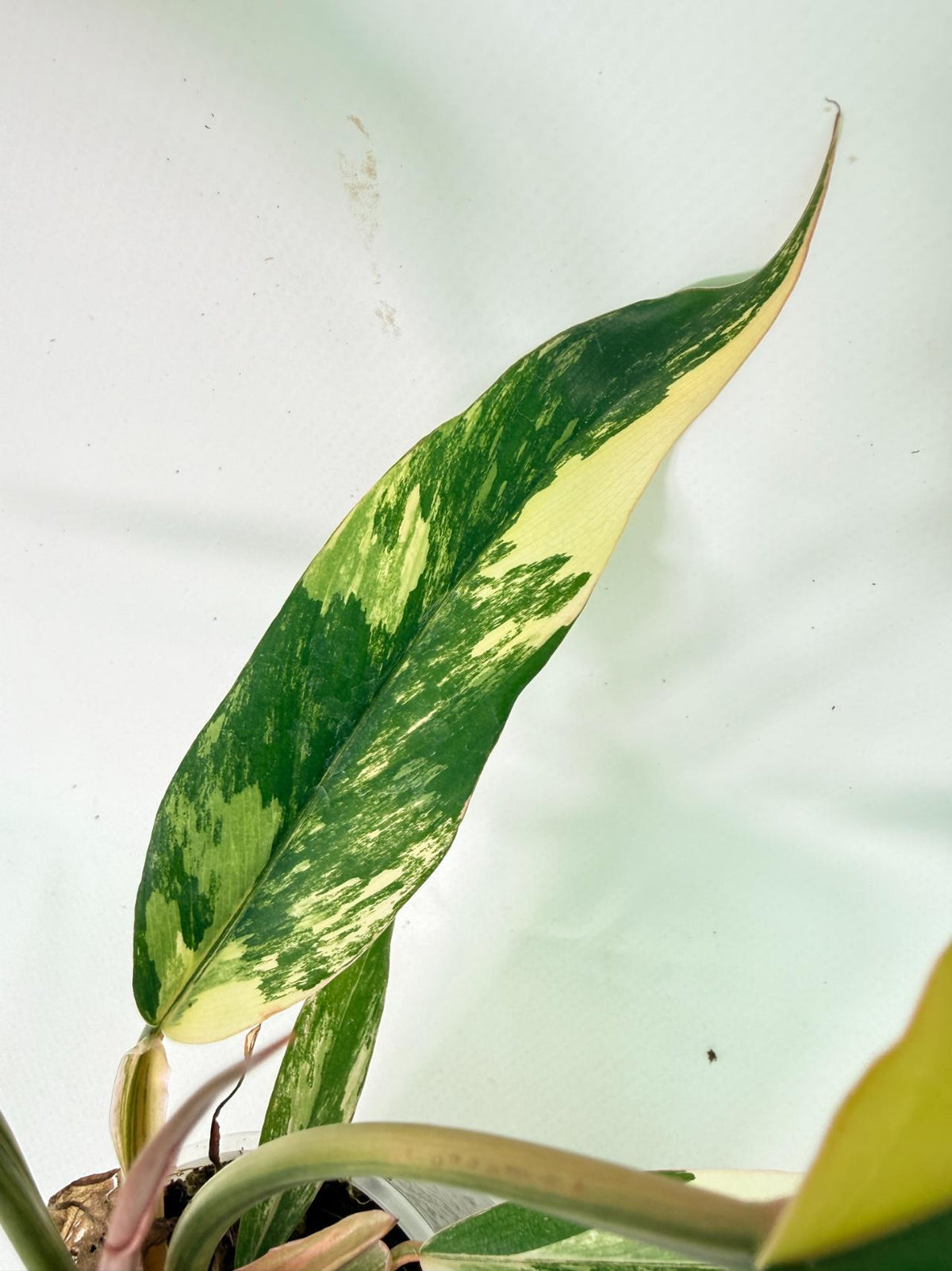 Philodendron Caramel Marble 05