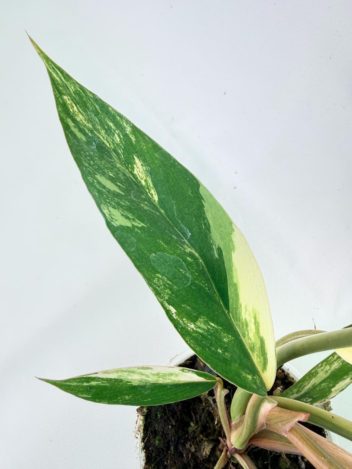 Philodendron Caramel Marble 06