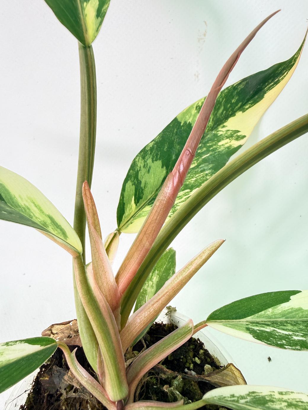 Philodendron Caramel Marble 07
