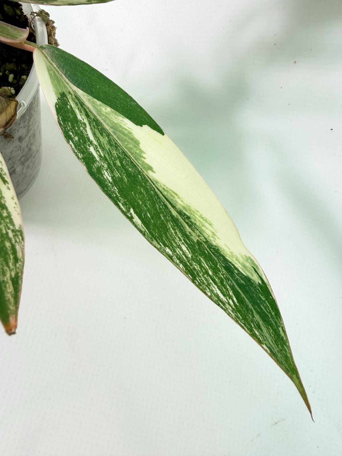 Philodendron Caramel Marble 08