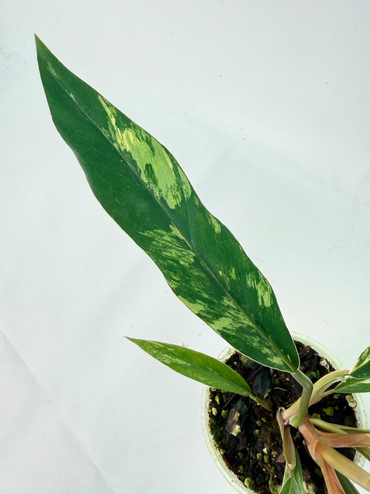 Philodendron Caramel Marble 08