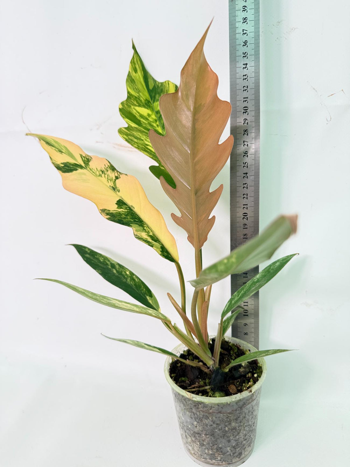 Philodendron Caramel Marble 09