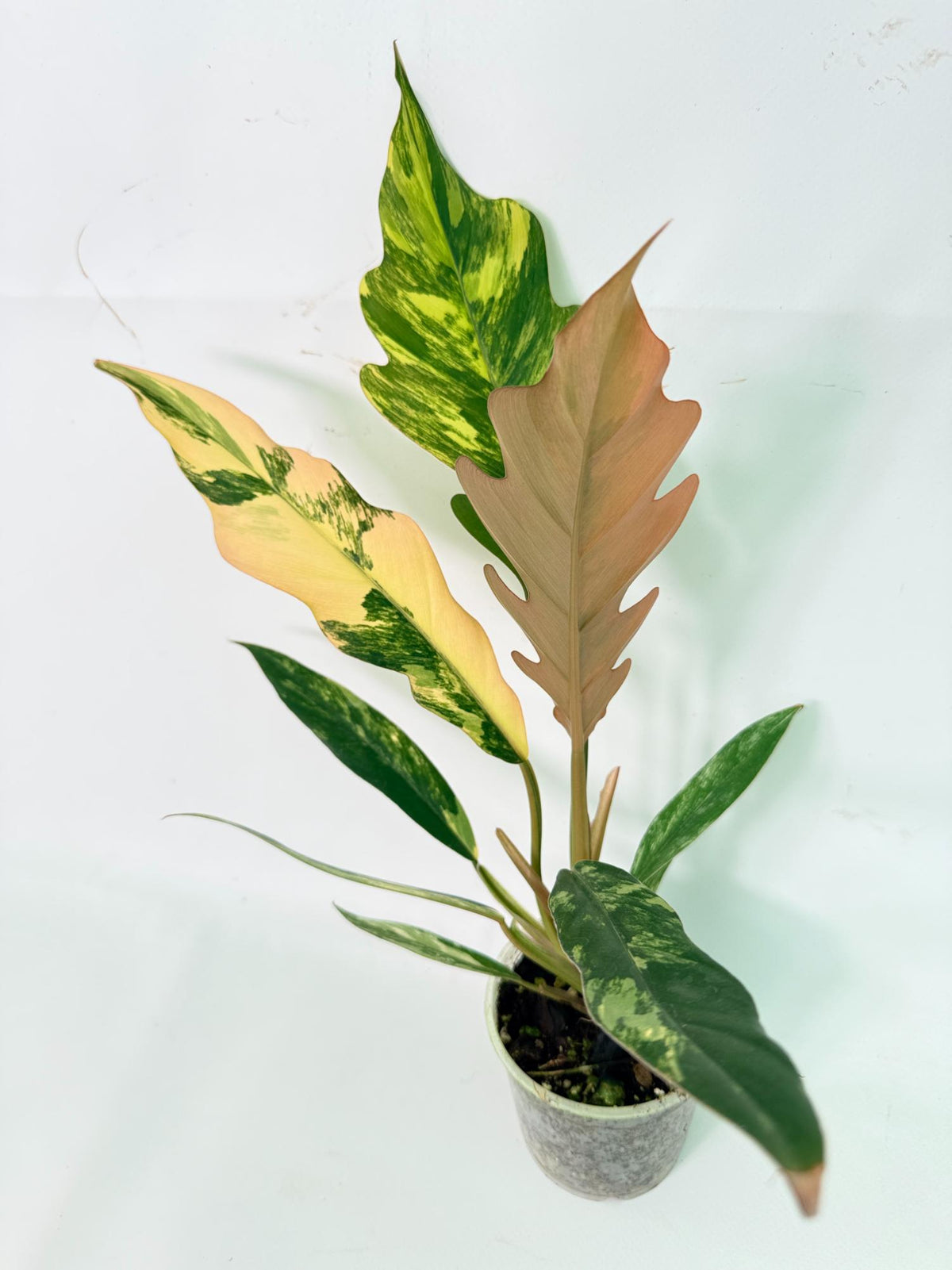 Philodendron Caramel Marble 01