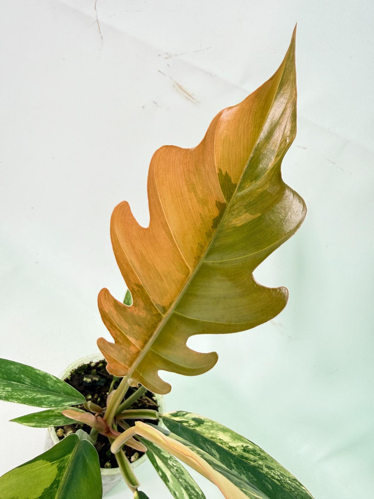 Philodendron Caramel Marble 03
