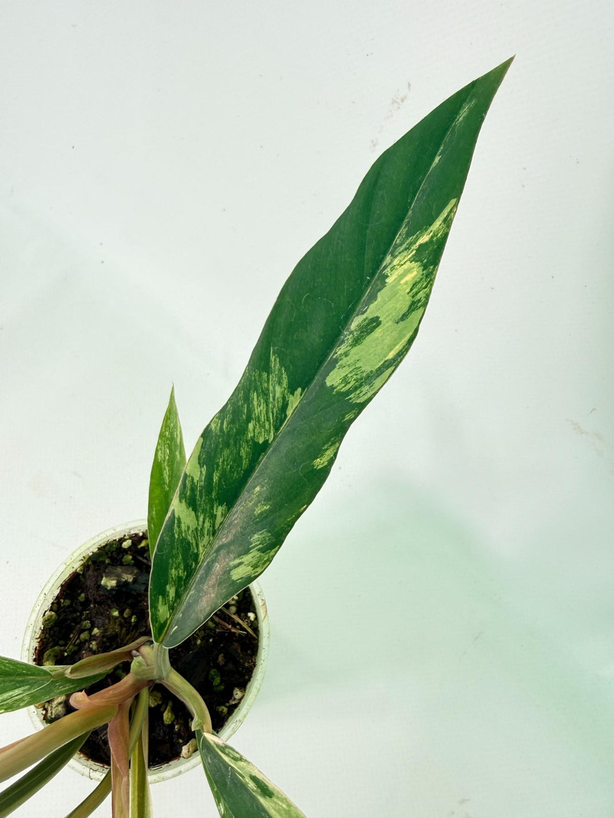 Philodendron Caramel Marble 04