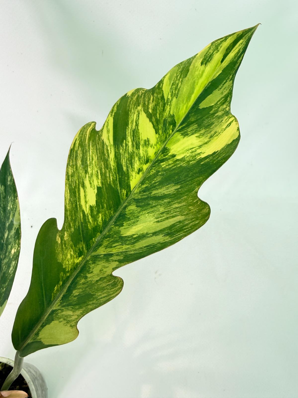 Philodendron Caramel Marble 05
