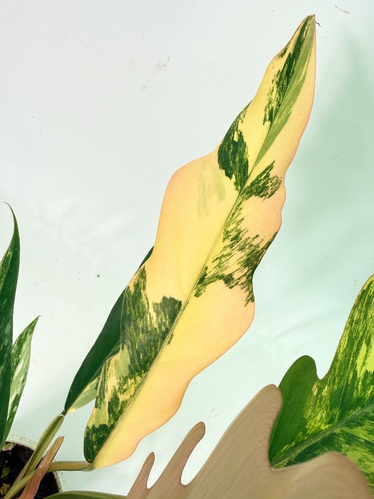 Philodendron Caramel Marble 06