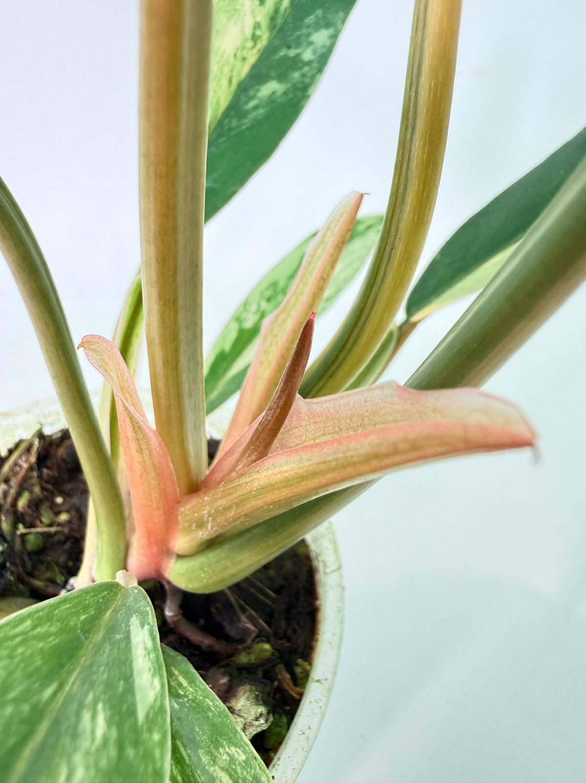 Philodendron Caramel Marble 07
