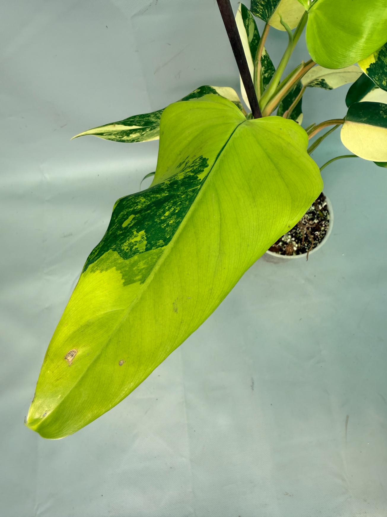 Philodendron Domesticum Variegata 10