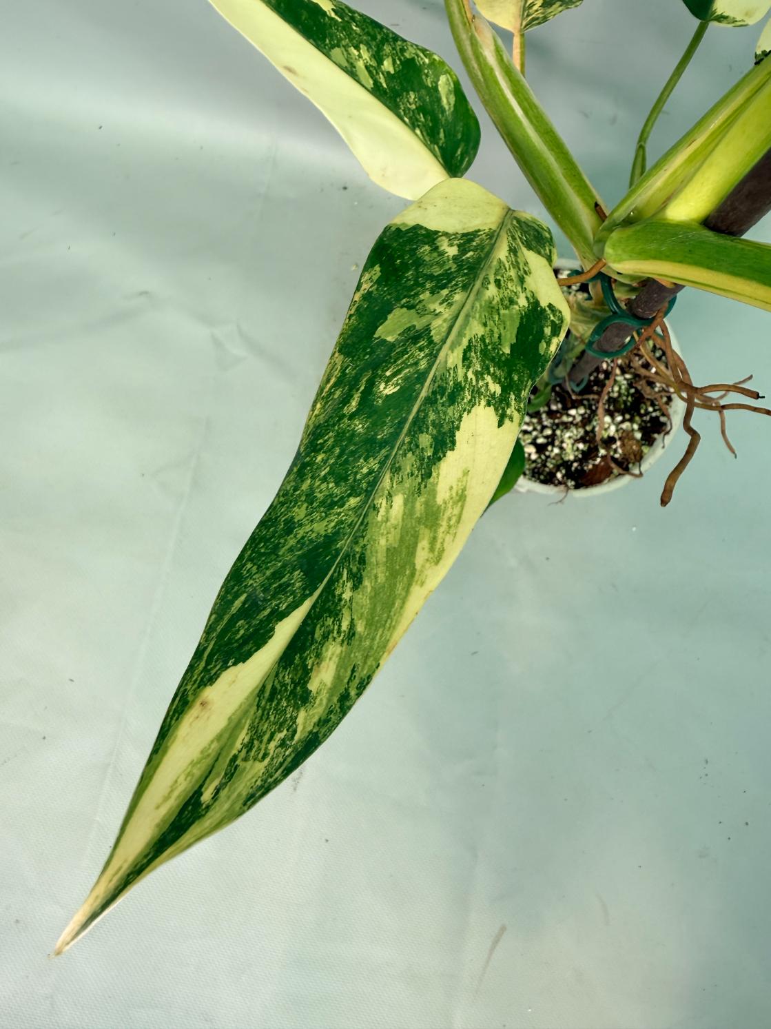 Philodendron Domesticum Variegata 11