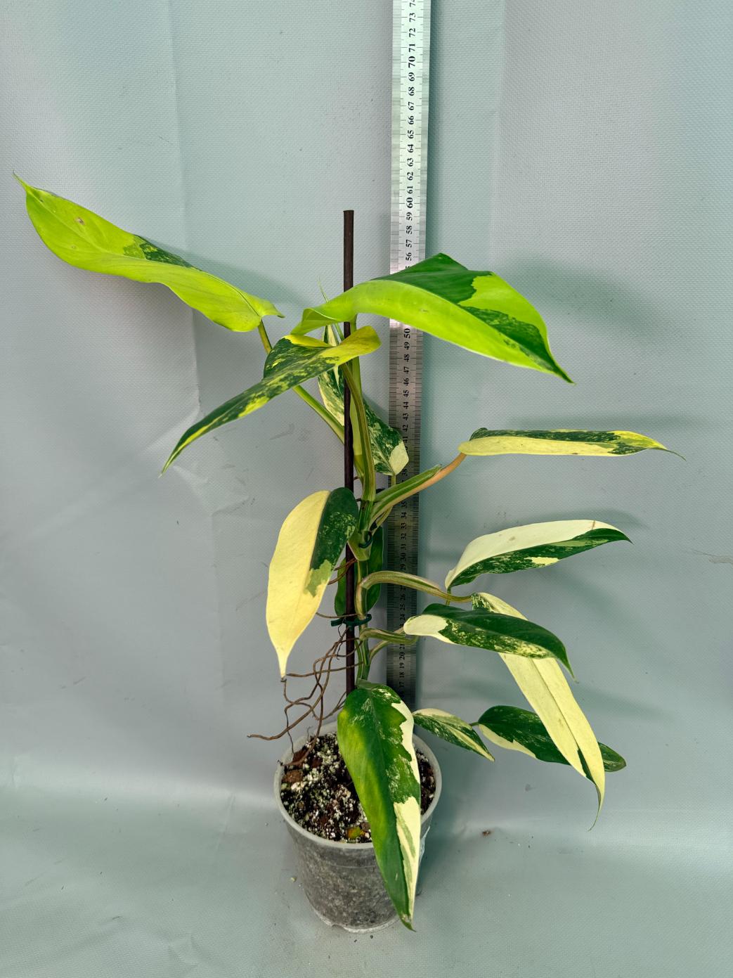 Philodendron Domesticum Variegata 03