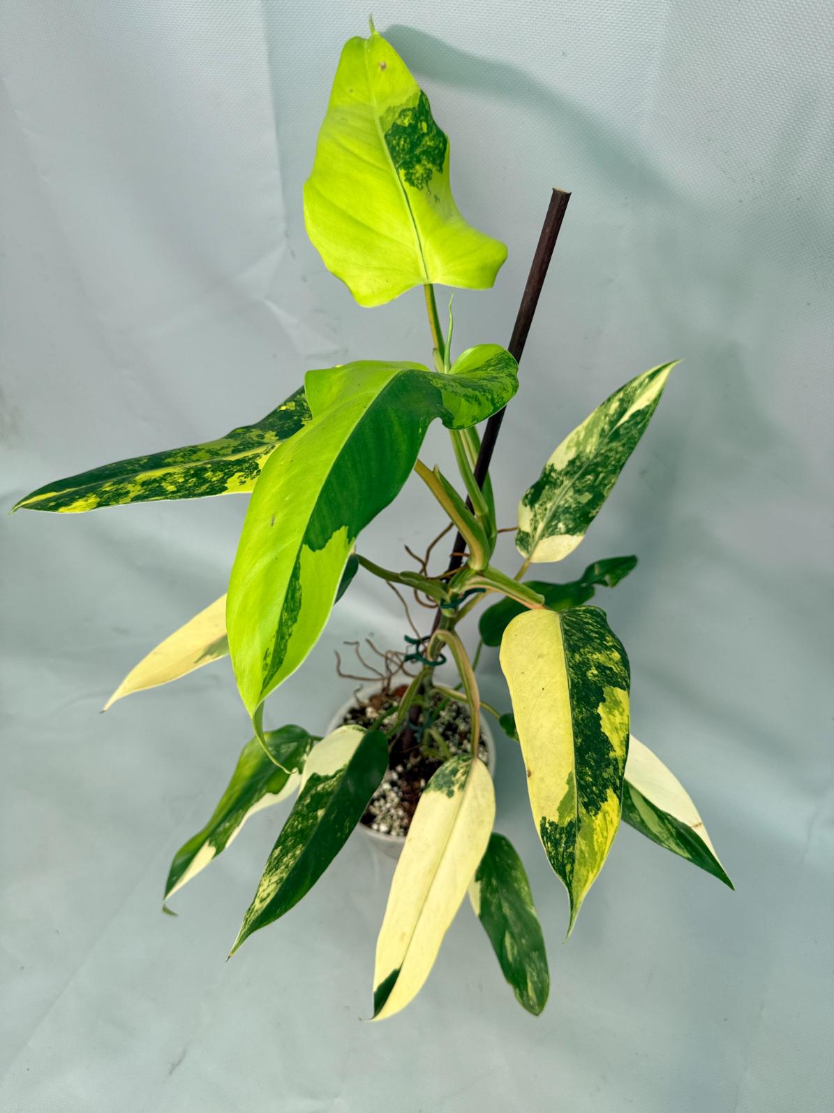 Philodendron Domesticum Variegata 01