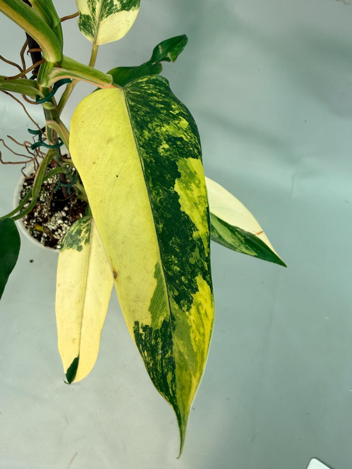 Philodendron Domesticum Variegata 04
