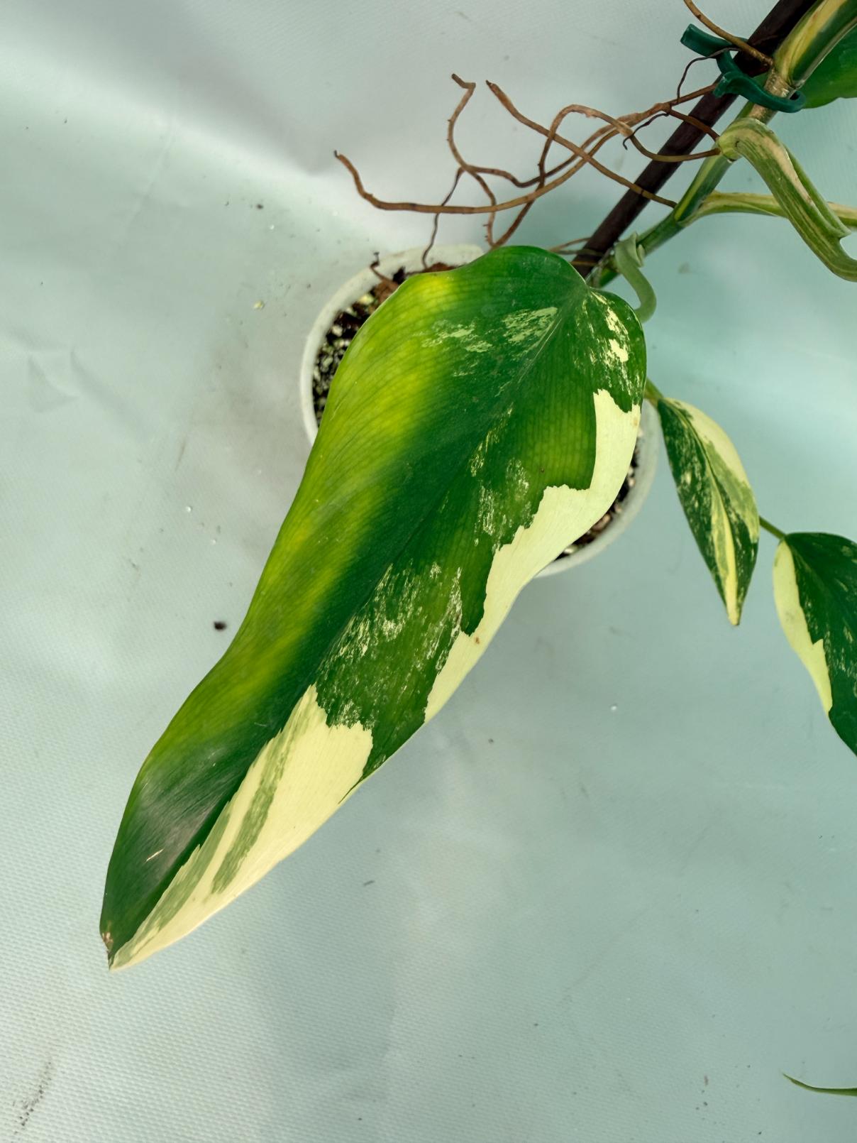 Philodendron Domesticum Variegata 05