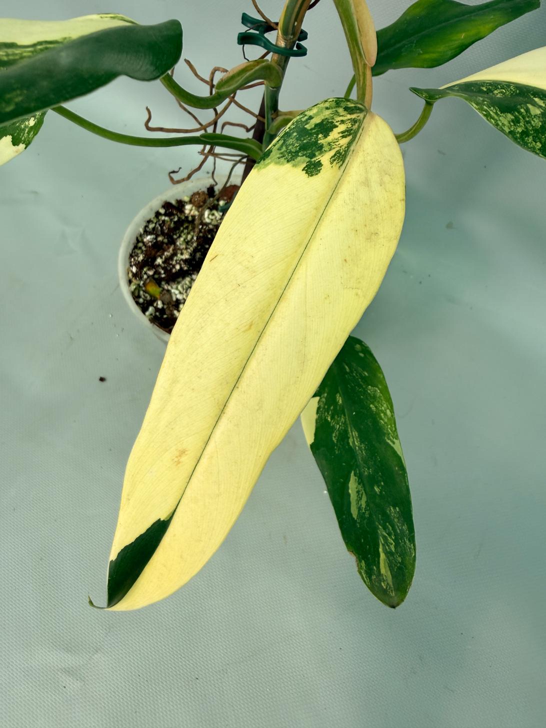 Philodendron Domesticum Variegata 06