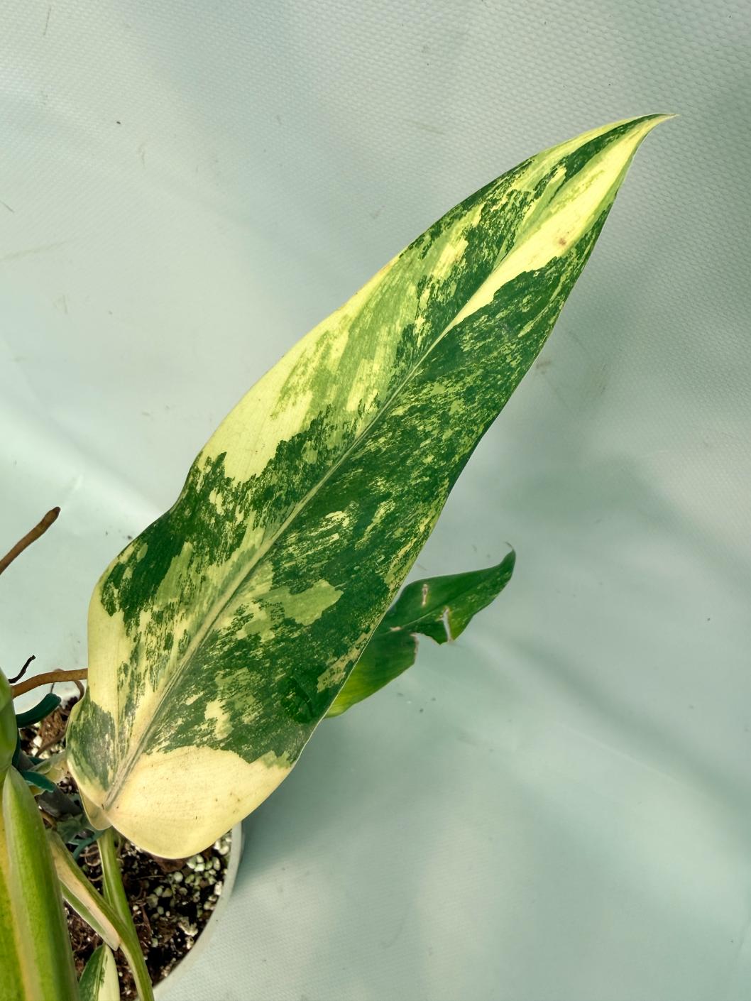 Philodendron Domesticum Variegata 07