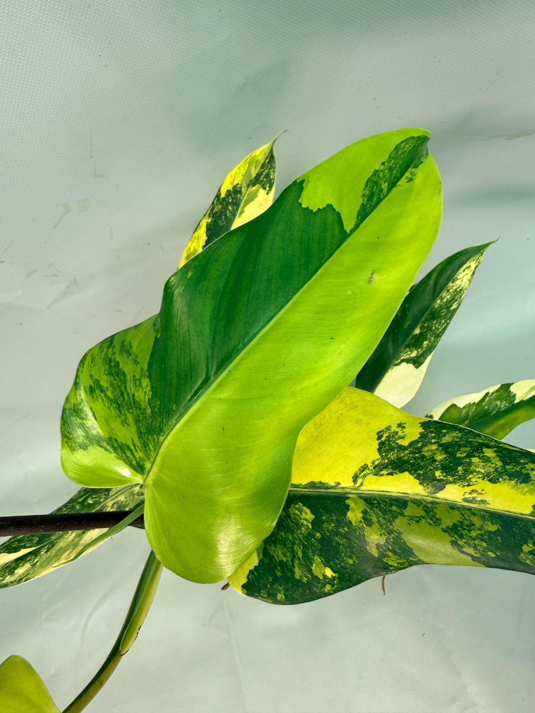 Philodendron Domesticum Variegata 08