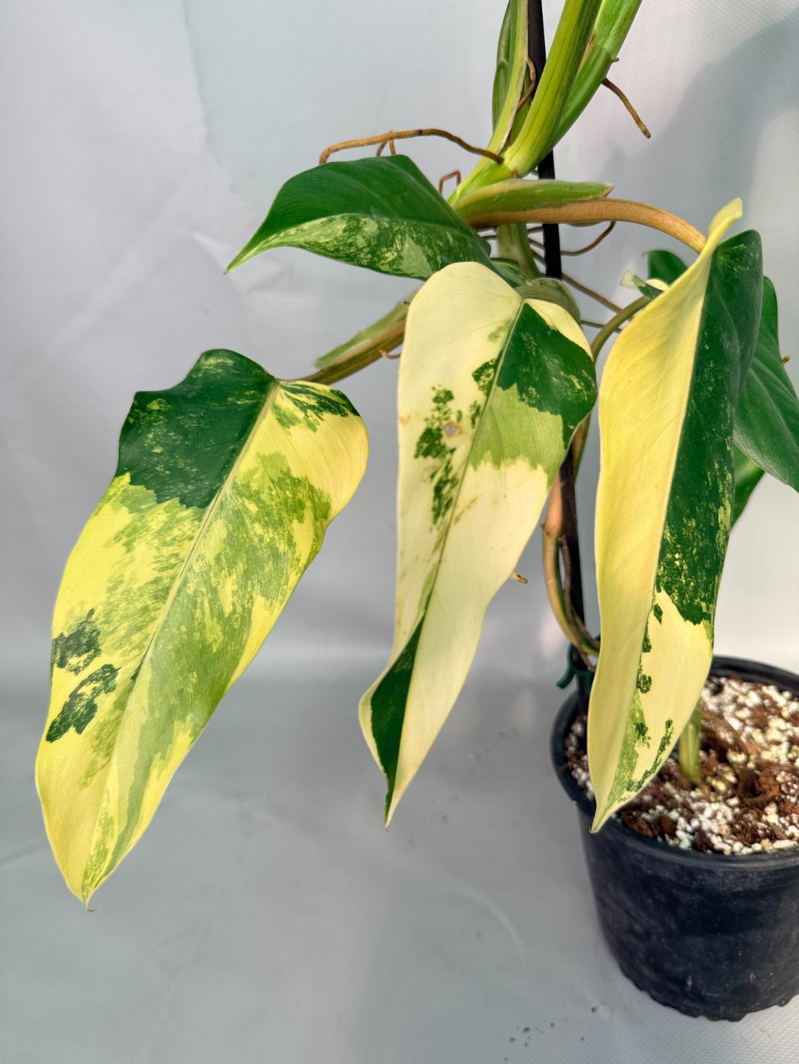 Philodendron Domesticum Variegata 08