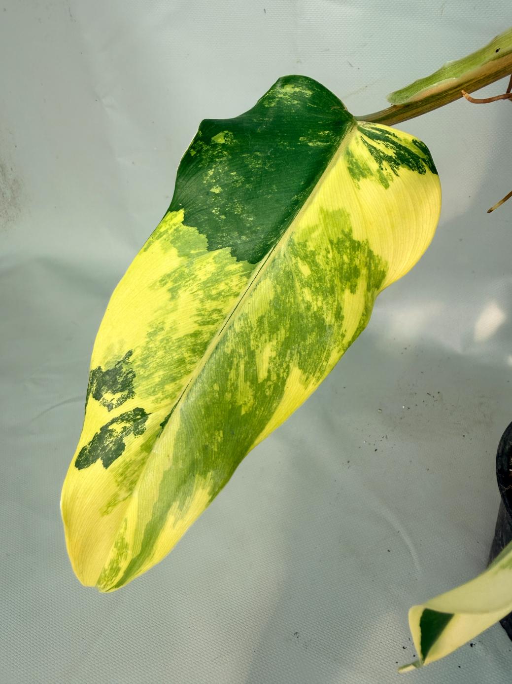Philodendron Domesticum Variegata 09