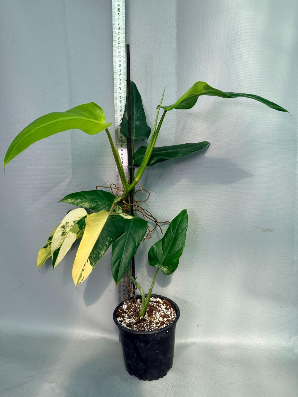 Philodendron Domesticum Variegata 01