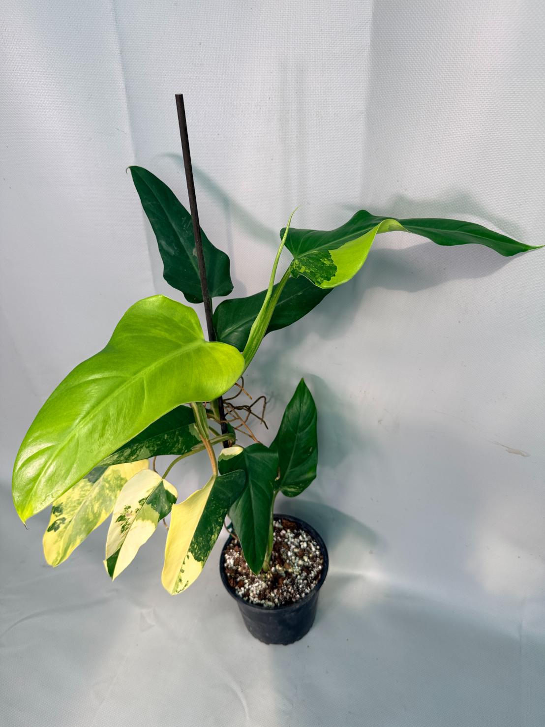 Philodendron Domesticum Variegata 03