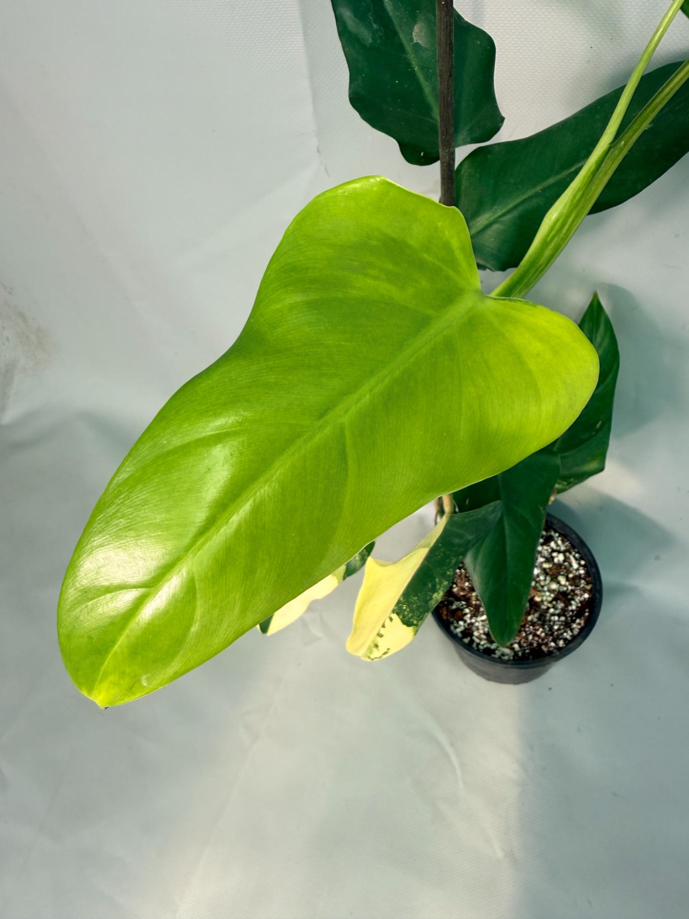 Philodendron Domesticum Variegata 04