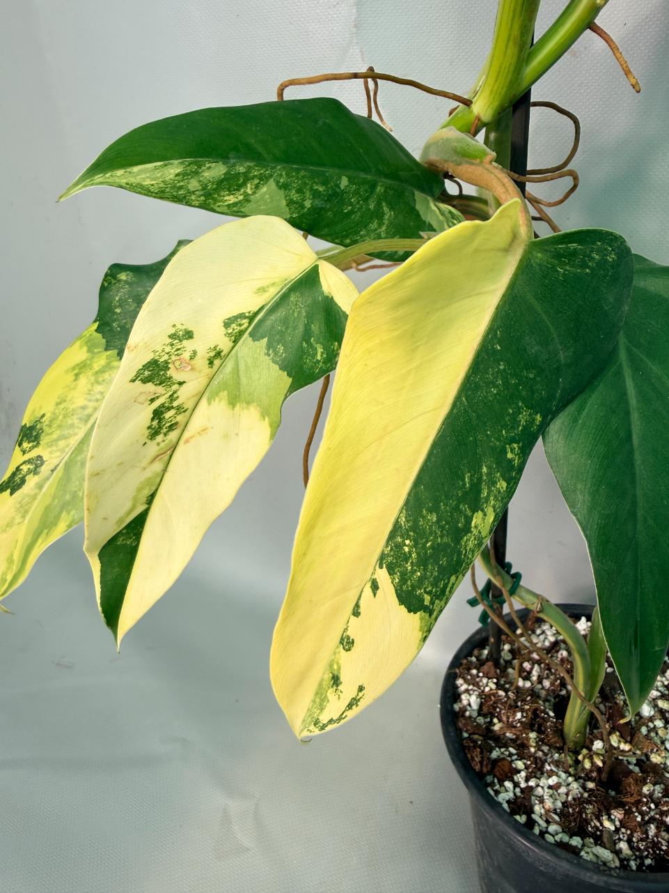 Philodendron Domesticum Variegata 05