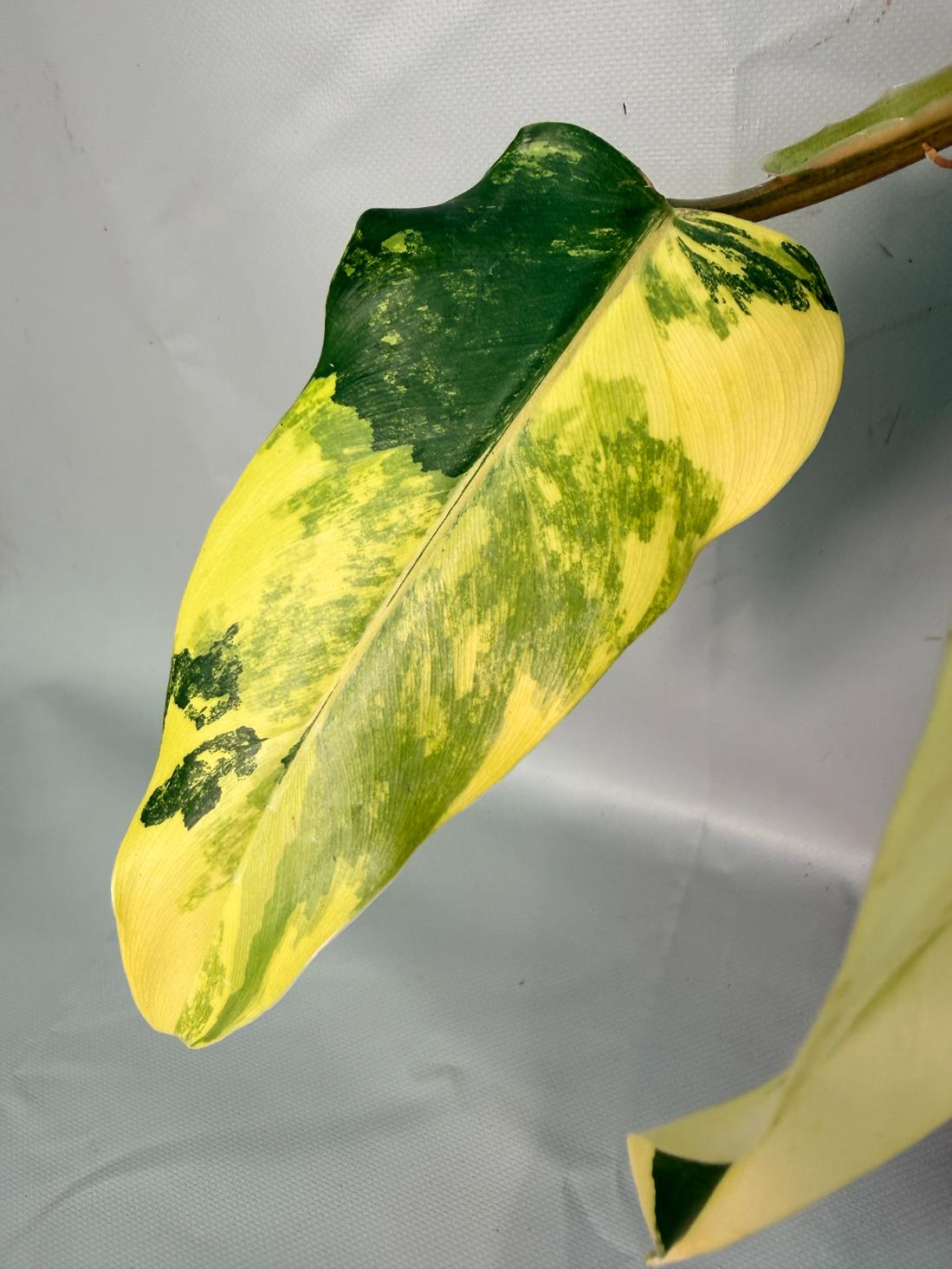 Philodendron Domesticum Variegata 06