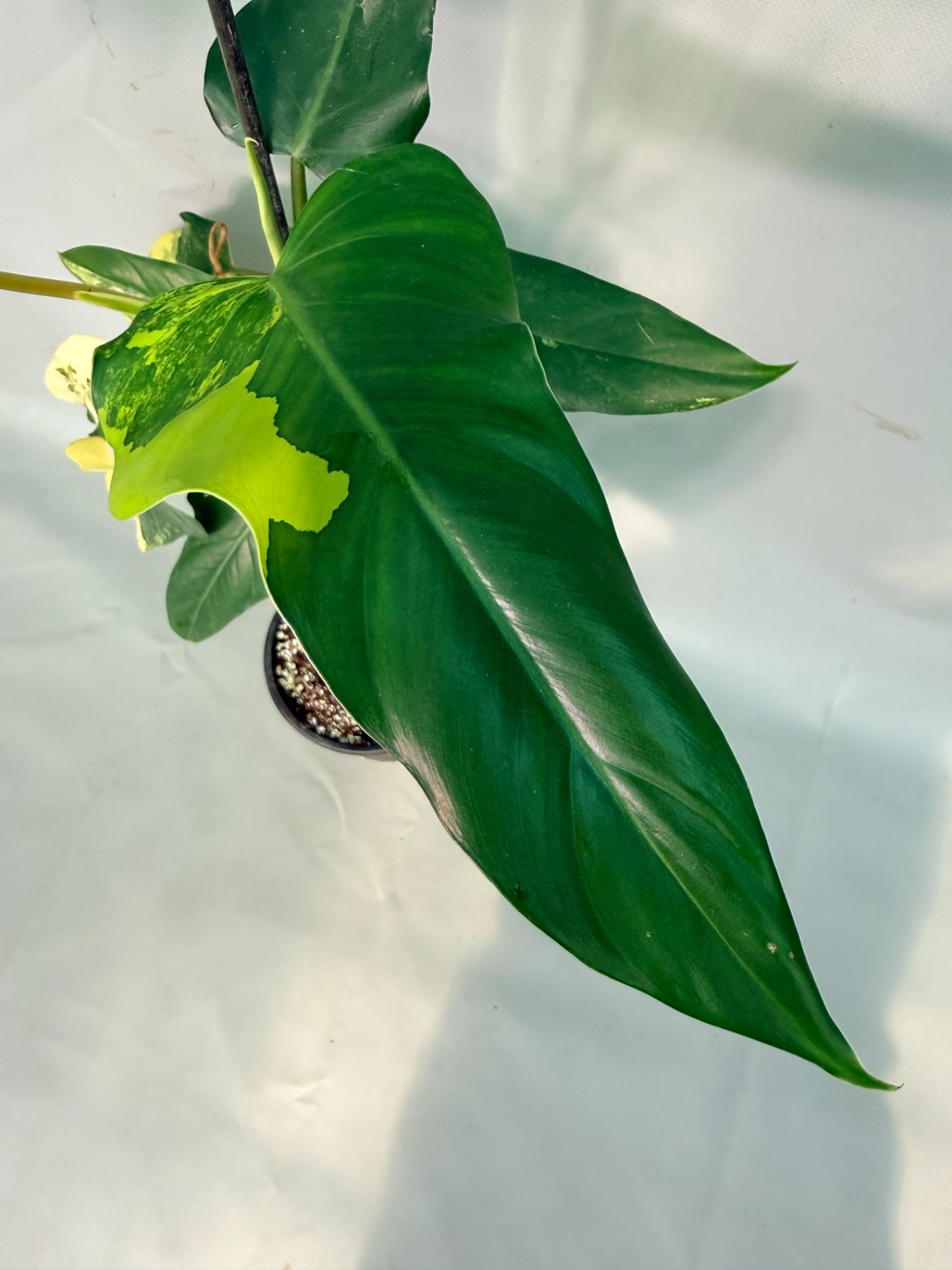 Philodendron Domesticum Variegata 07