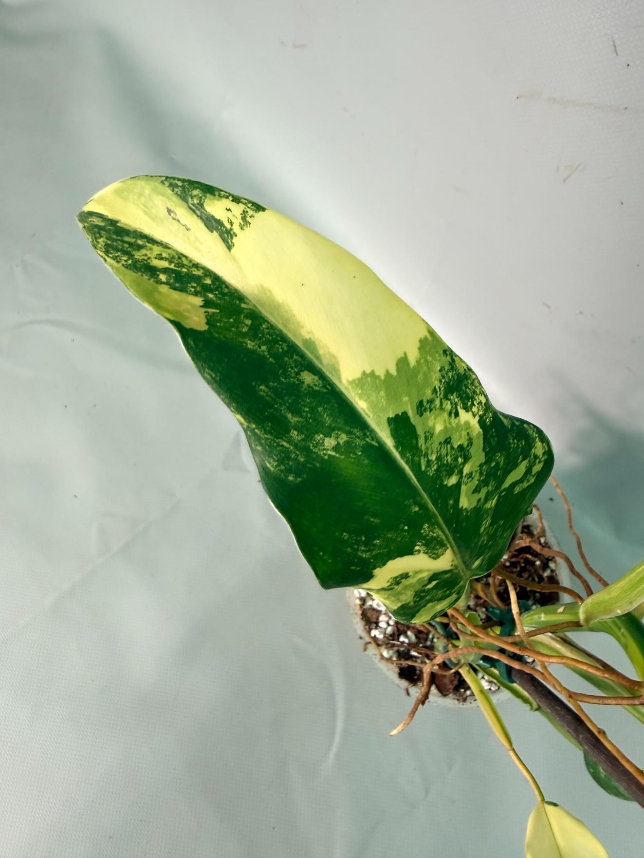 Philodendron Domesticum Variegata 08