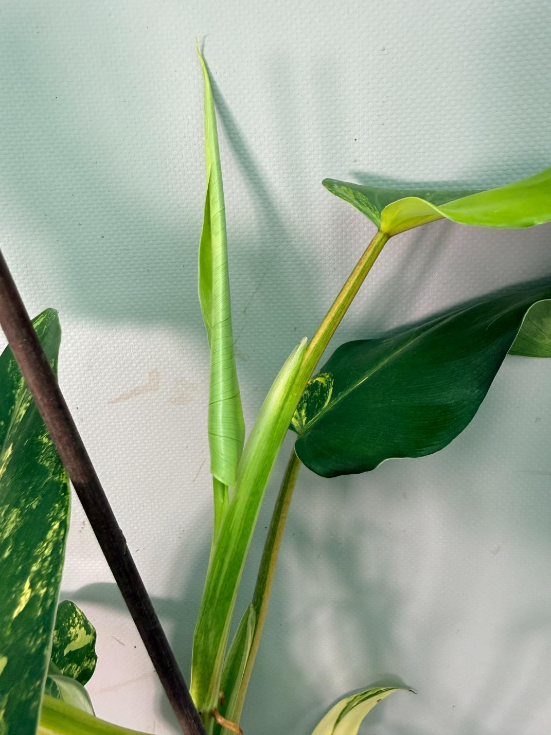 Philodendron Domesticum Variegata 10