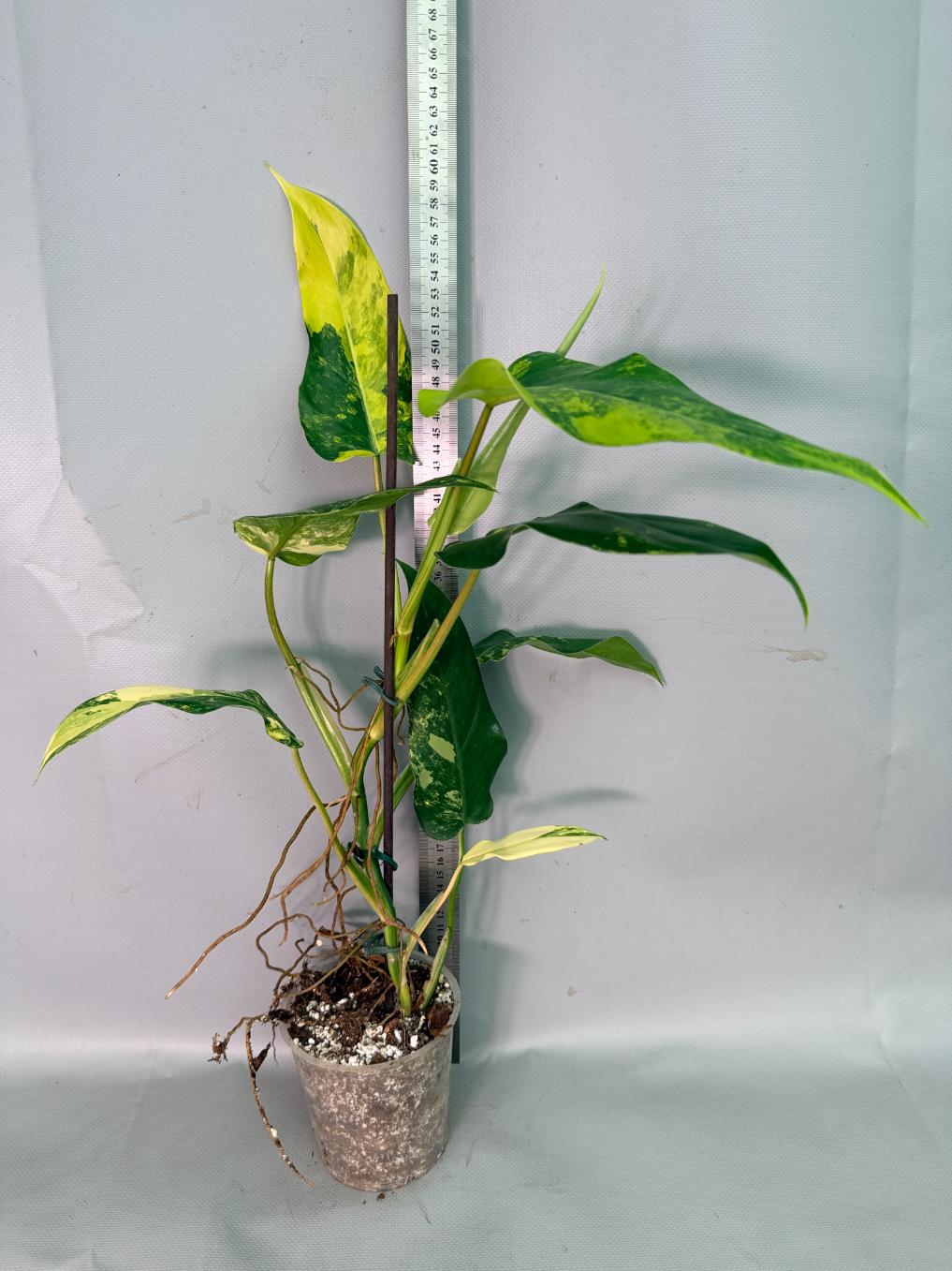 Philodendron Domesticum Variegata 02