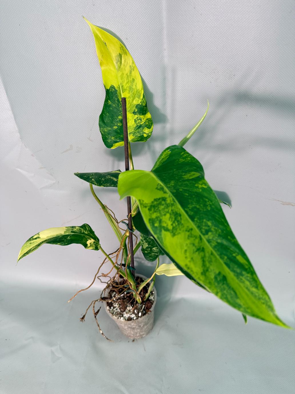 Philodendron Domesticum Variegata 01