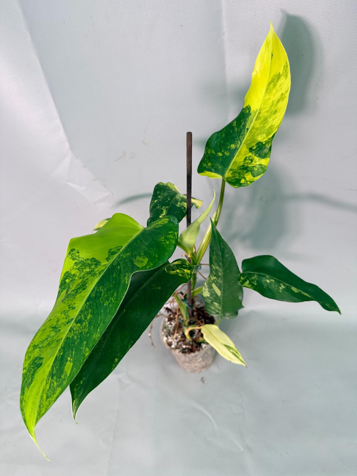 Philodendron Domesticum Variegata 03