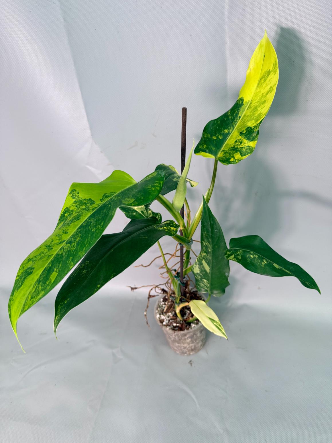 Philodendron Domesticum Variegata 04