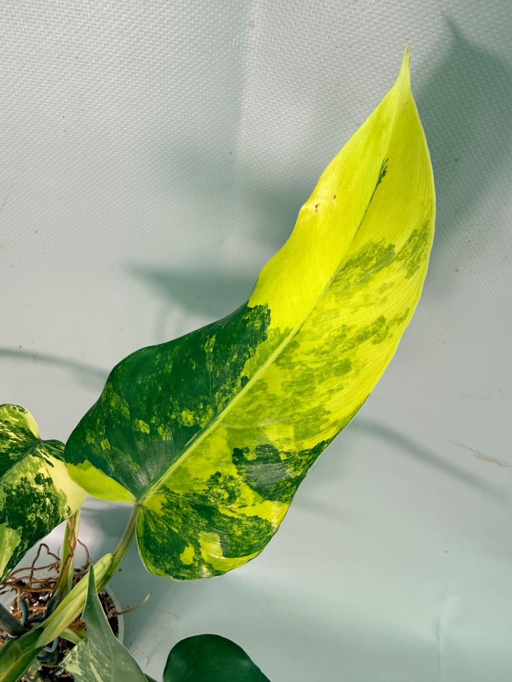 Philodendron Domesticum Variegata 06