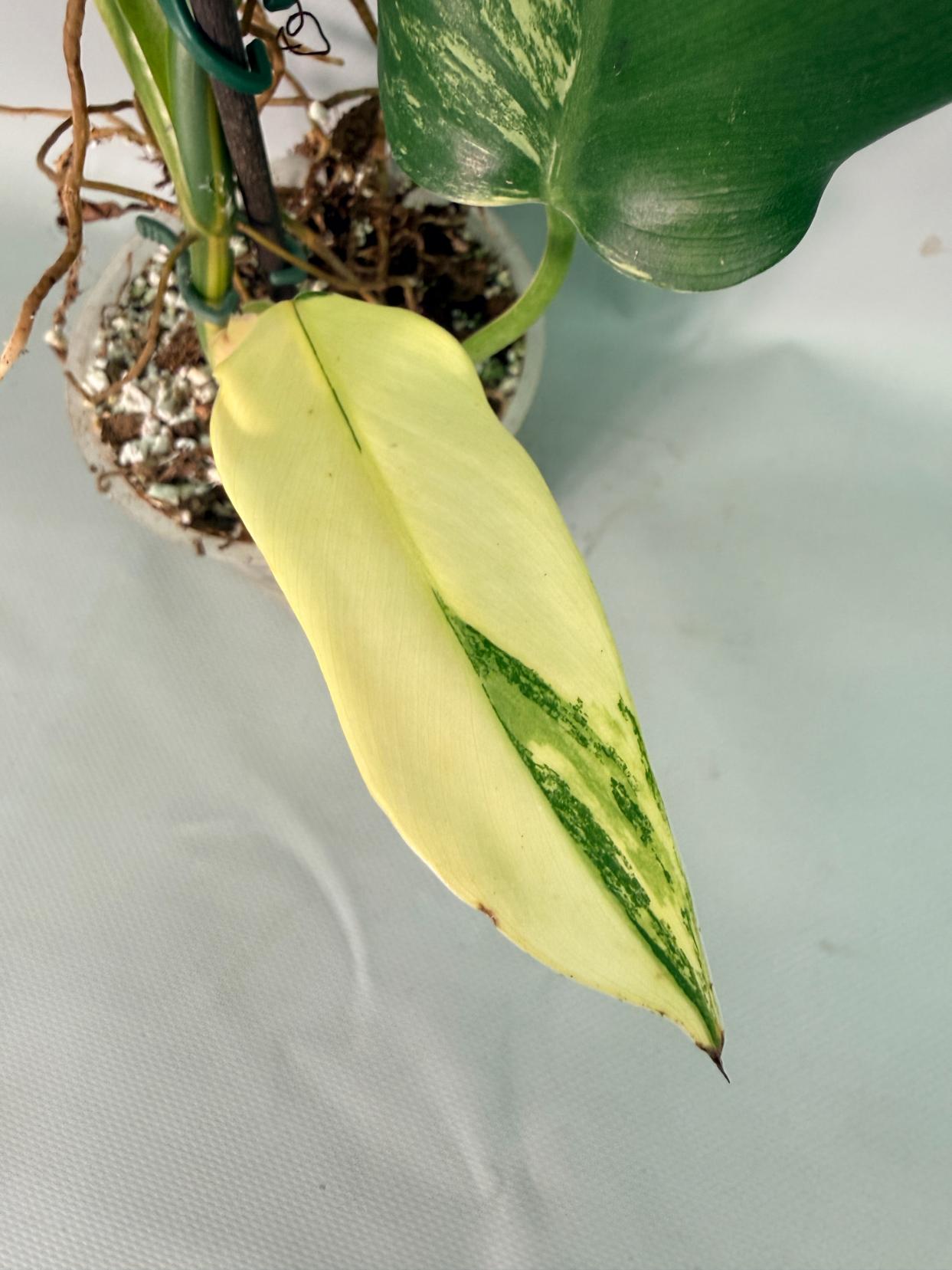 Philodendron Domesticum Variegata 07