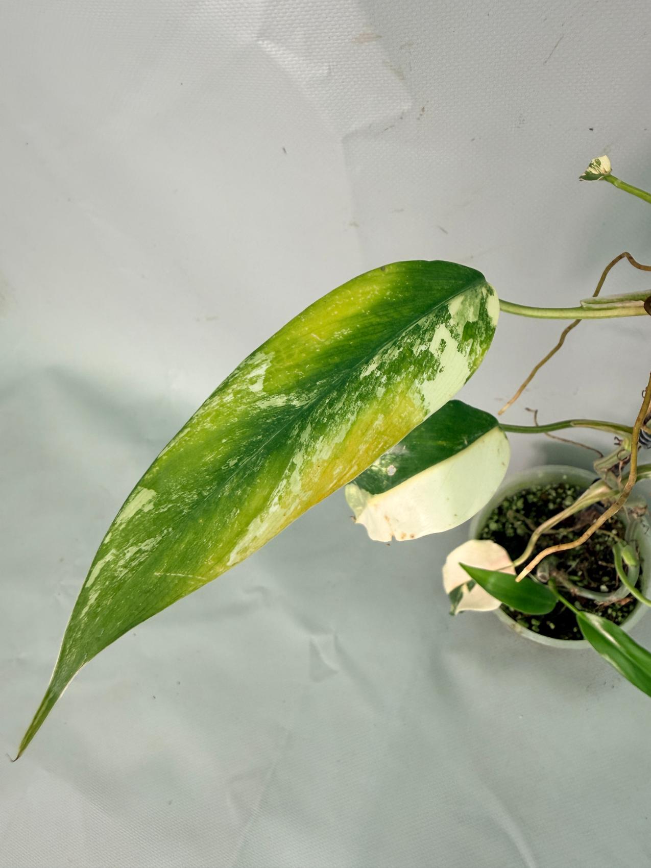 Philodendron Domesticum Variegata 08