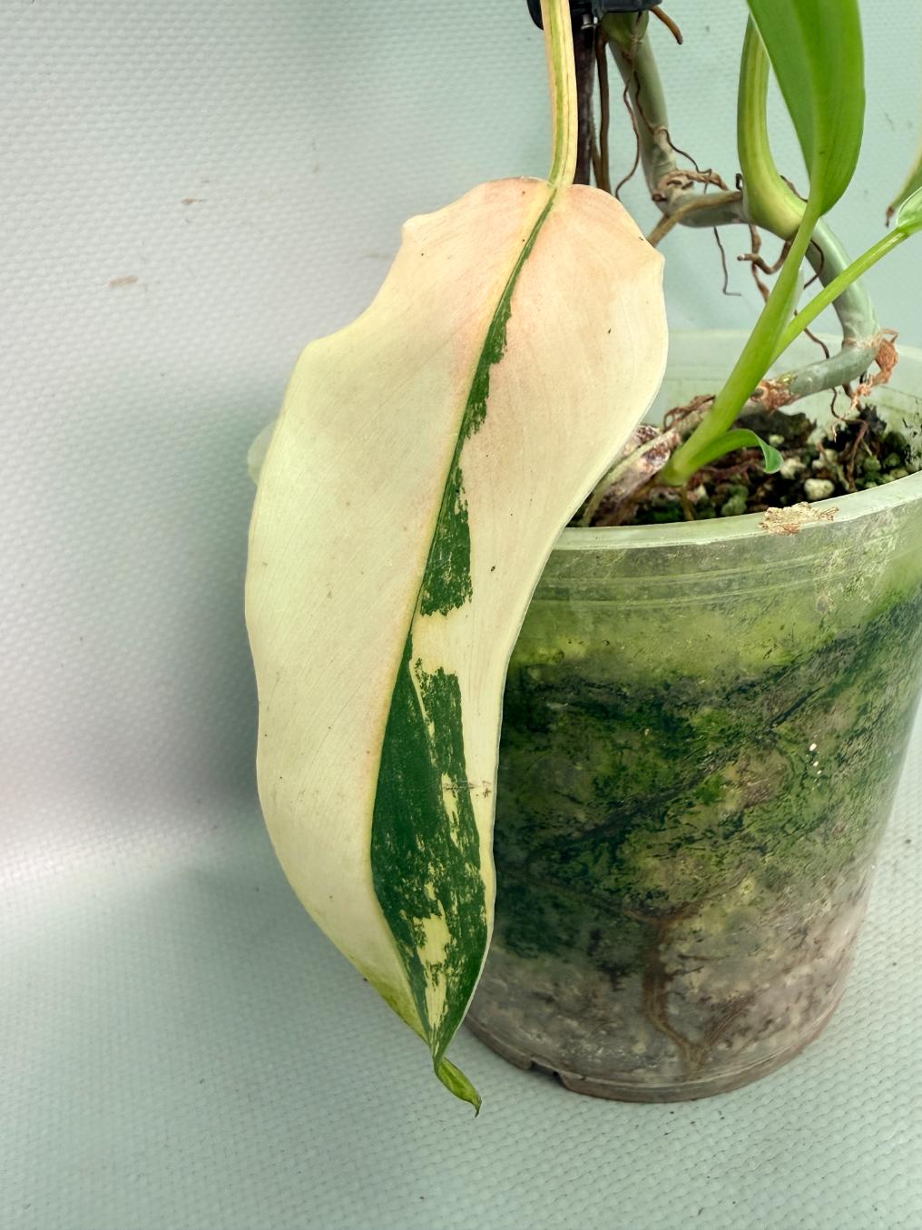 Philodendron Domesticum Variegata 09