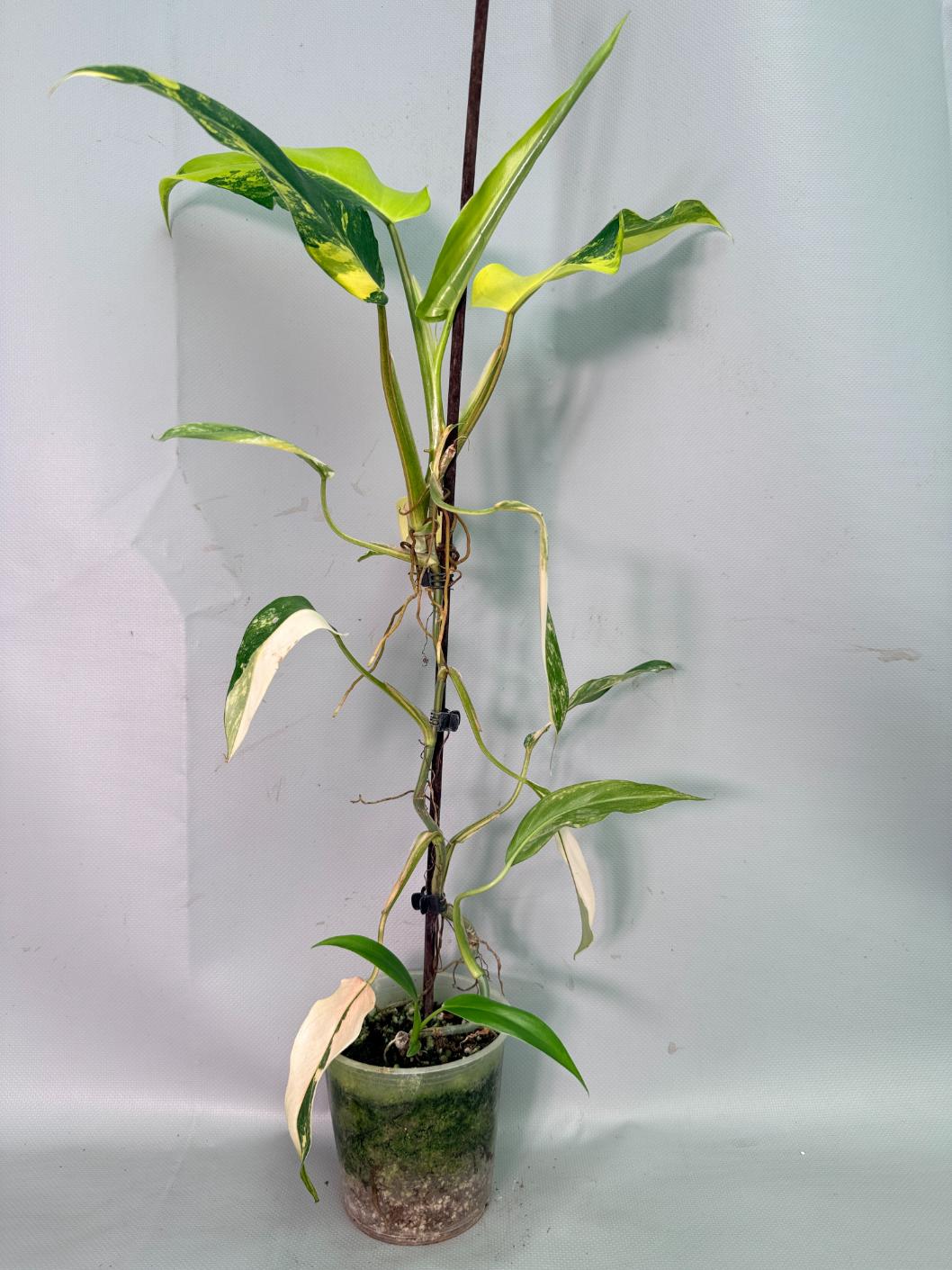 Philodendron Domesticum Variegata 10