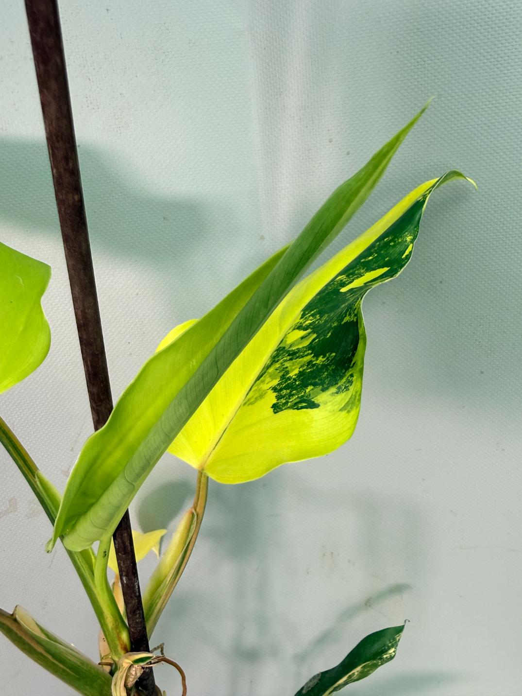 Philodendron Domesticum Variegata 11