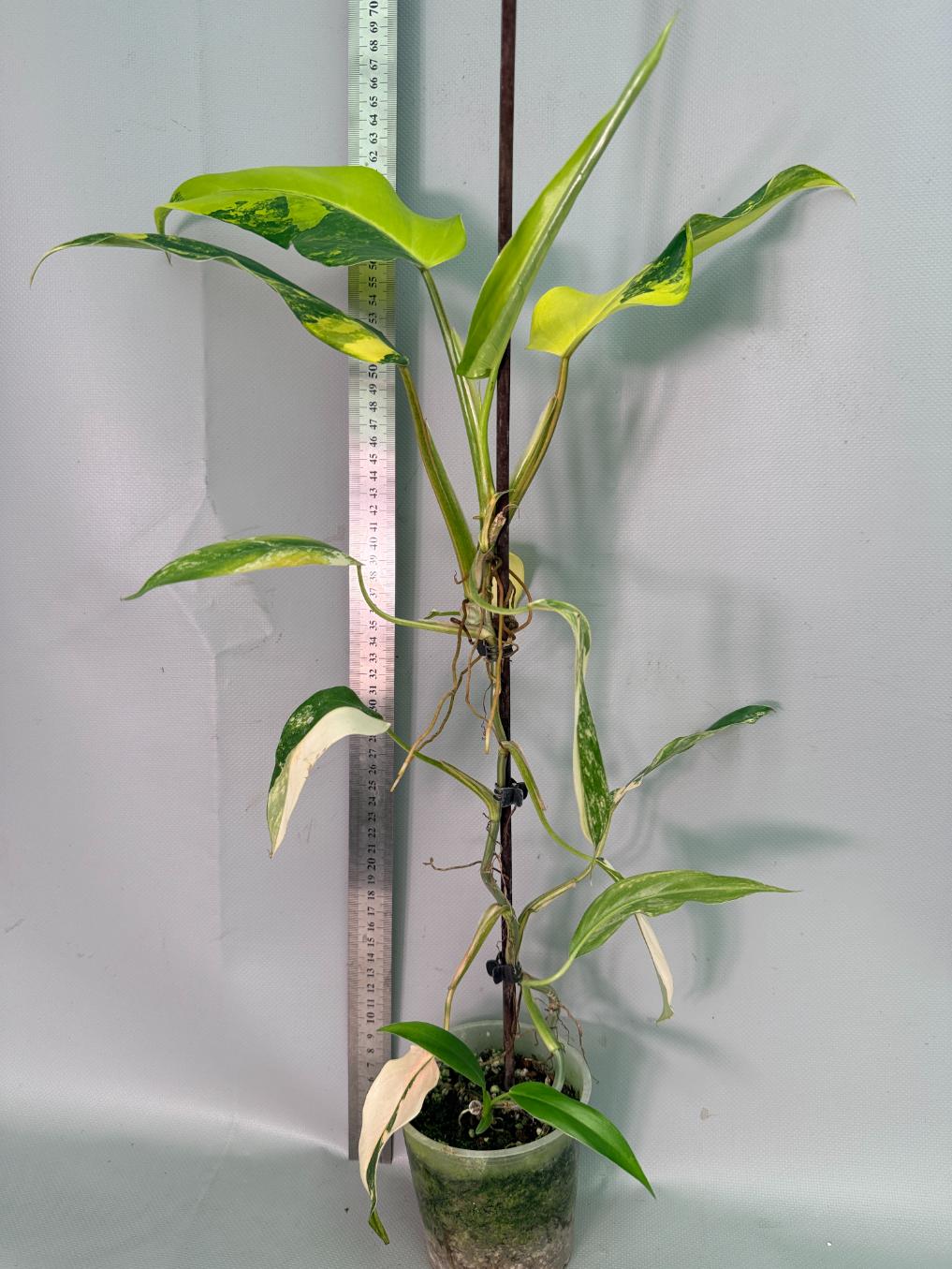 Philodendron Domesticum Variegata 03