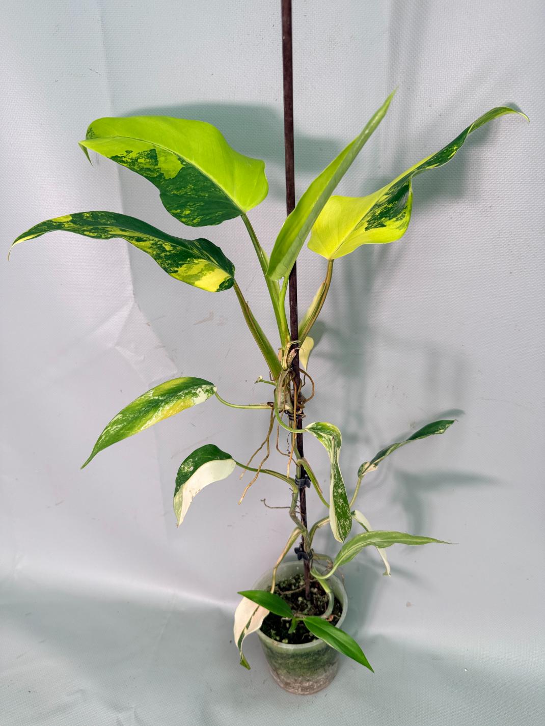 Philodendron Domesticum Variegata 01