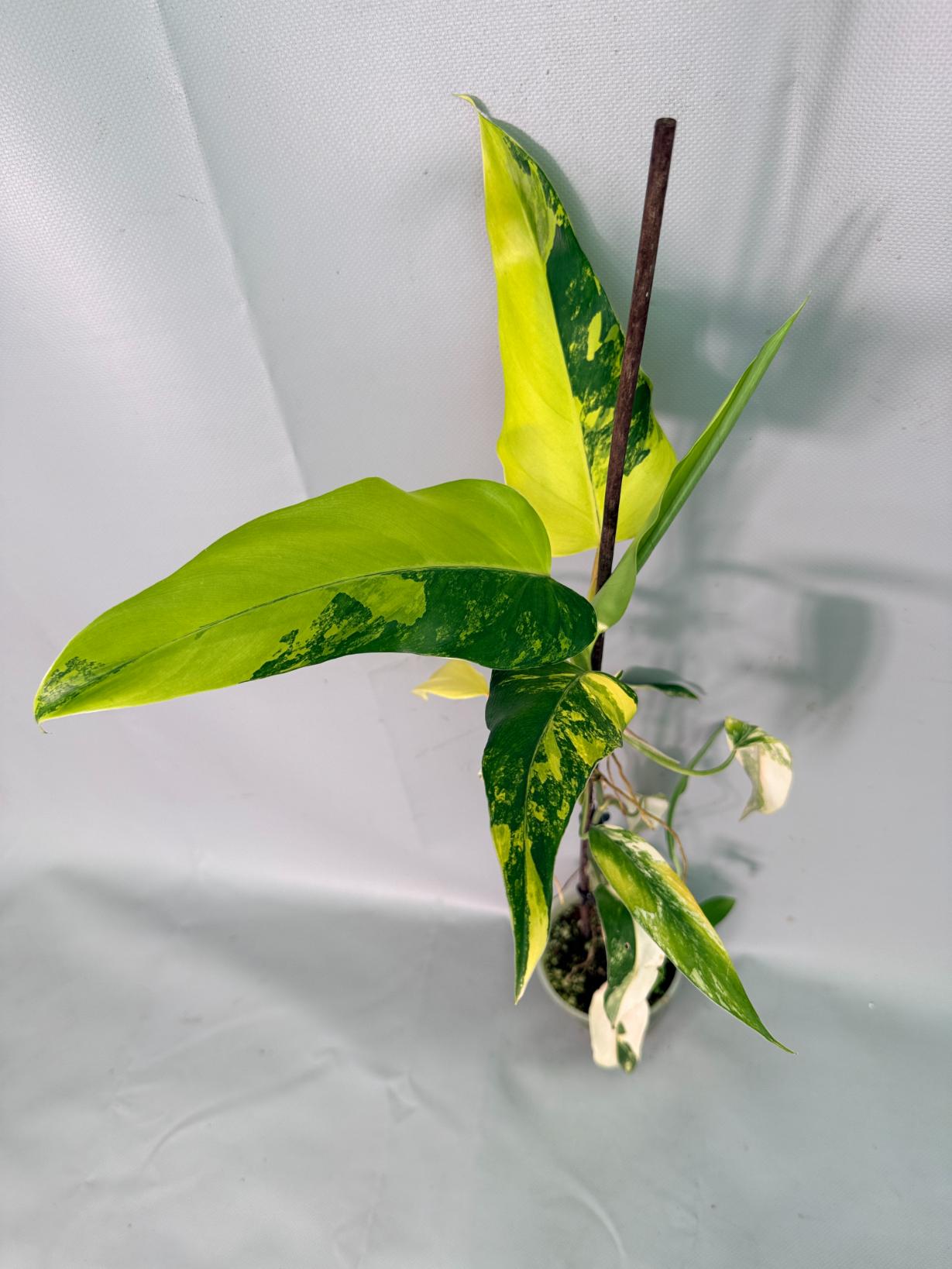 Philodendron Domesticum Variegata 04